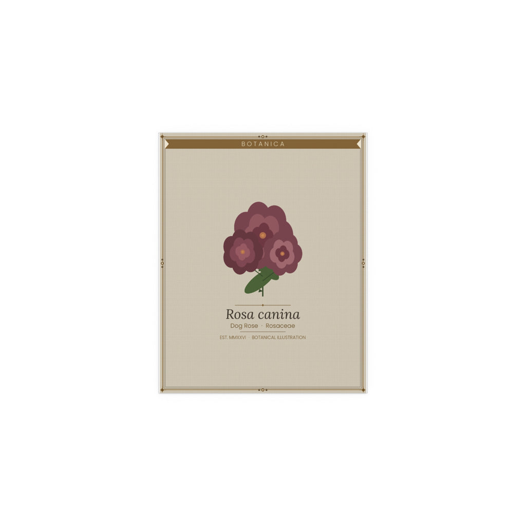 Dog Rose botanical poster (Latin)
