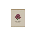 Dog Rose botanical poster (Latin)