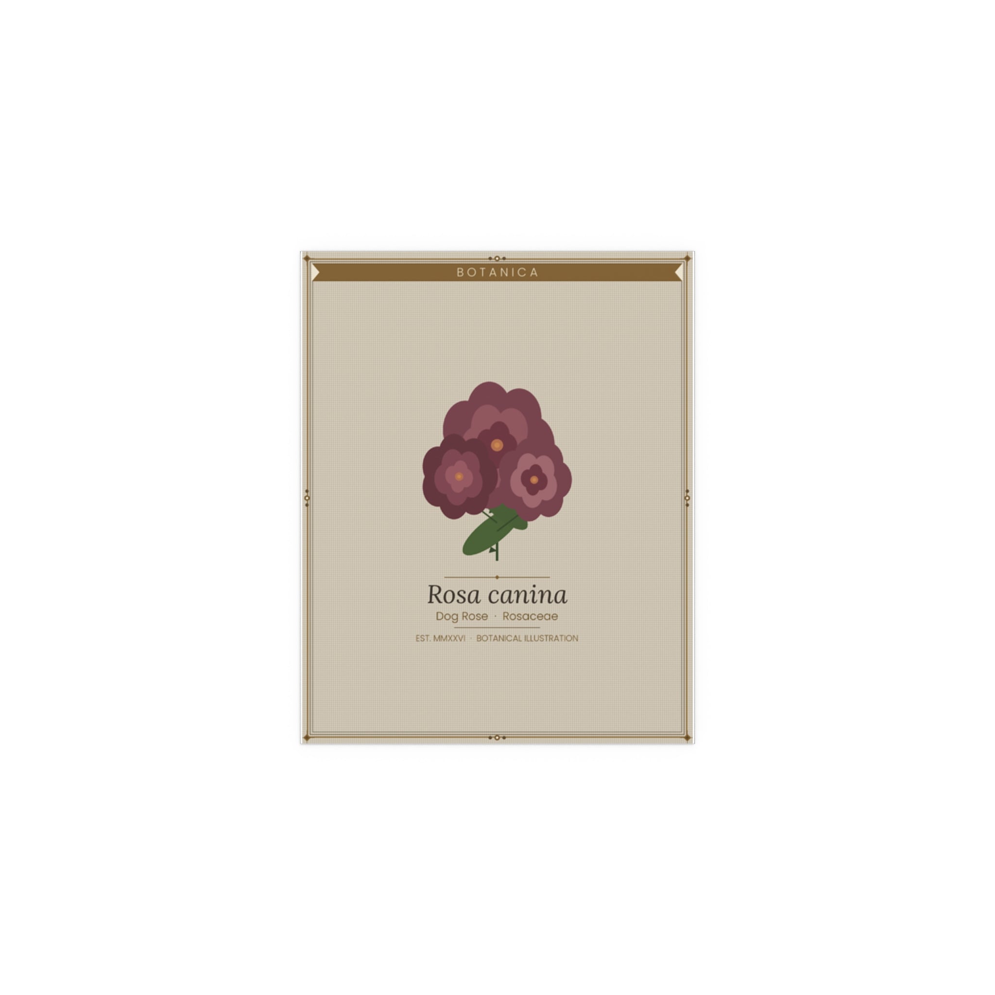 Dog Rose botanical poster (Latin)