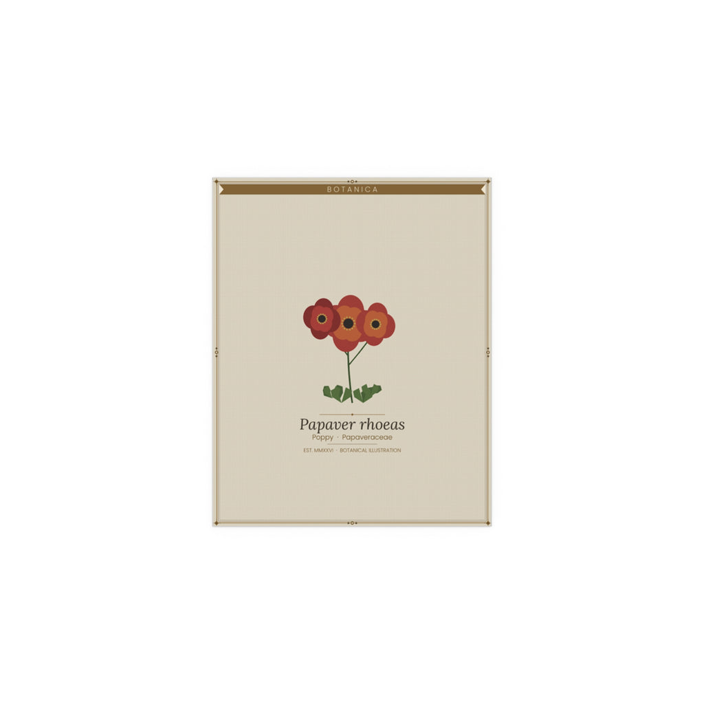 Poppy botanical poster (Latin)