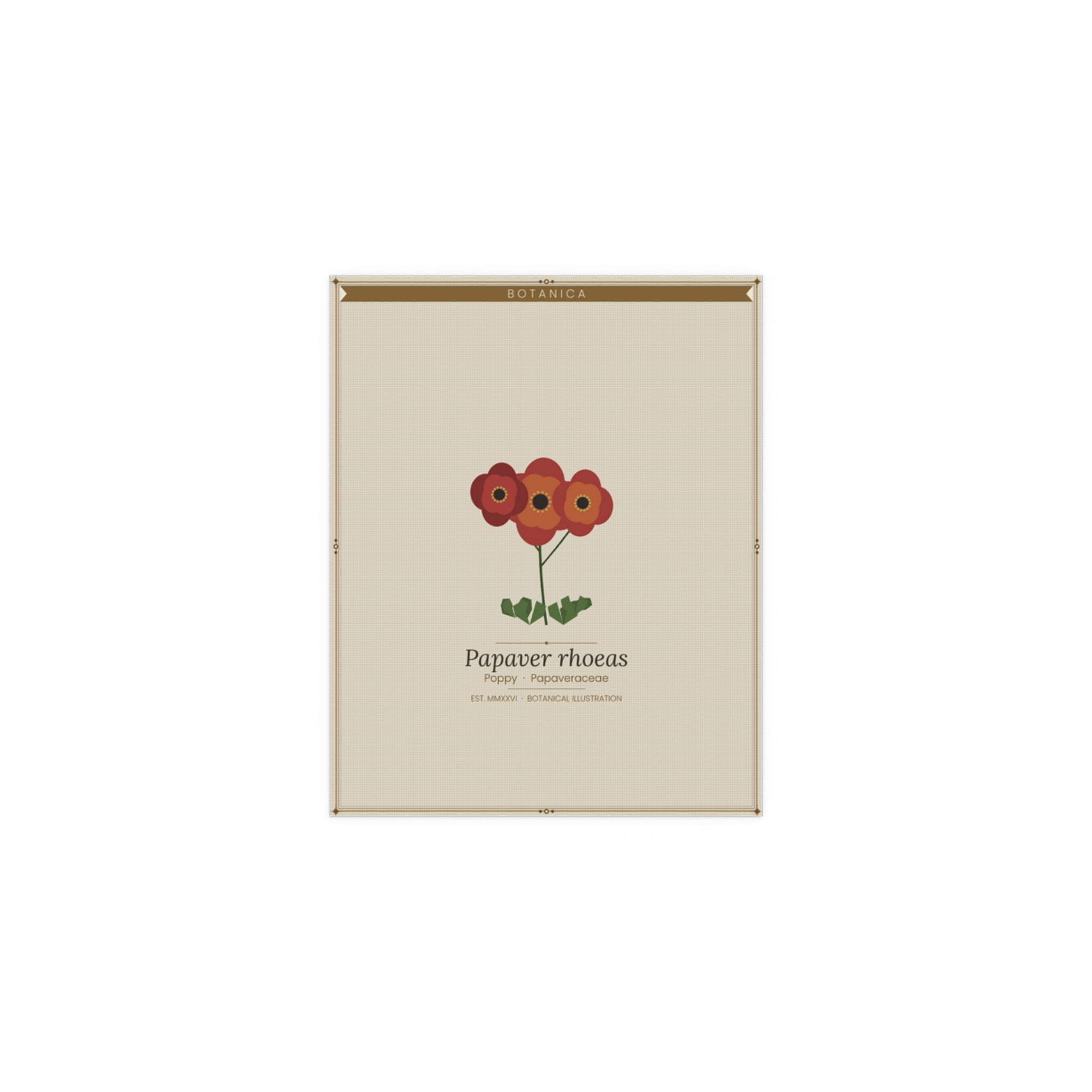 Poppy botanical poster (Latin)