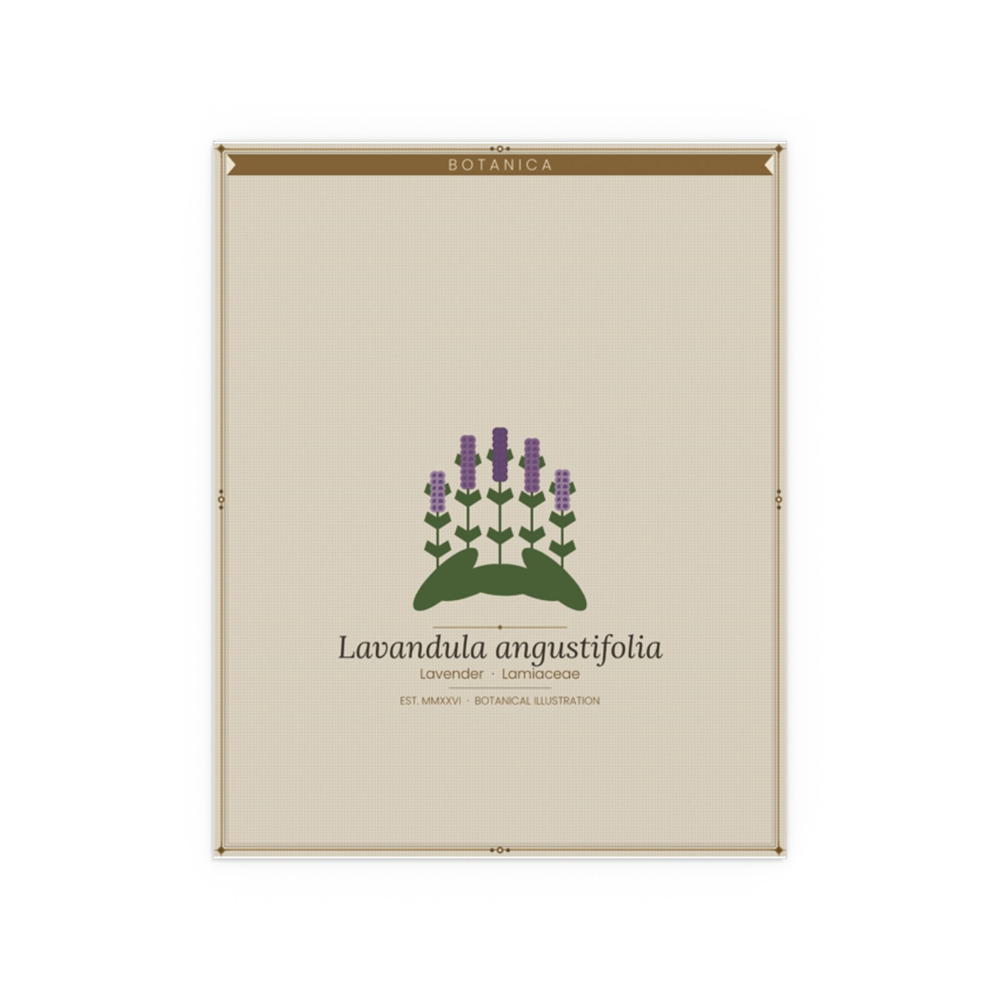 Lavender botanical poster (Latin)