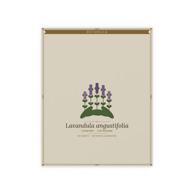 Lavender botanical poster (Latin)