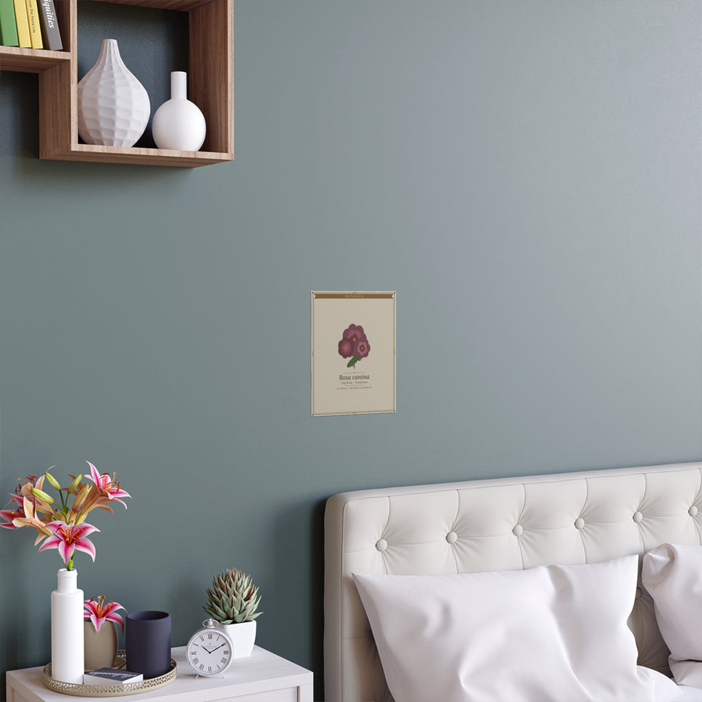Dog Rose botanical poster (Latin)