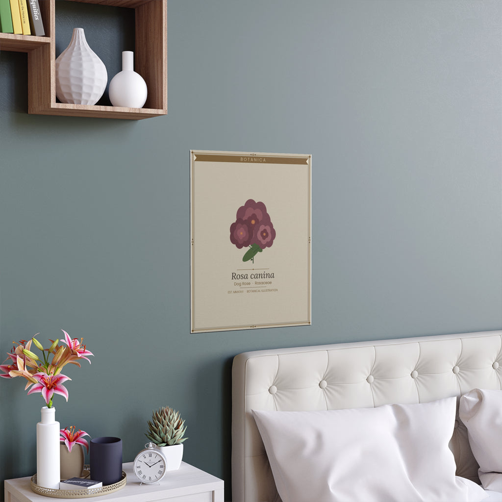 Dog Rose botanical poster (Latin)