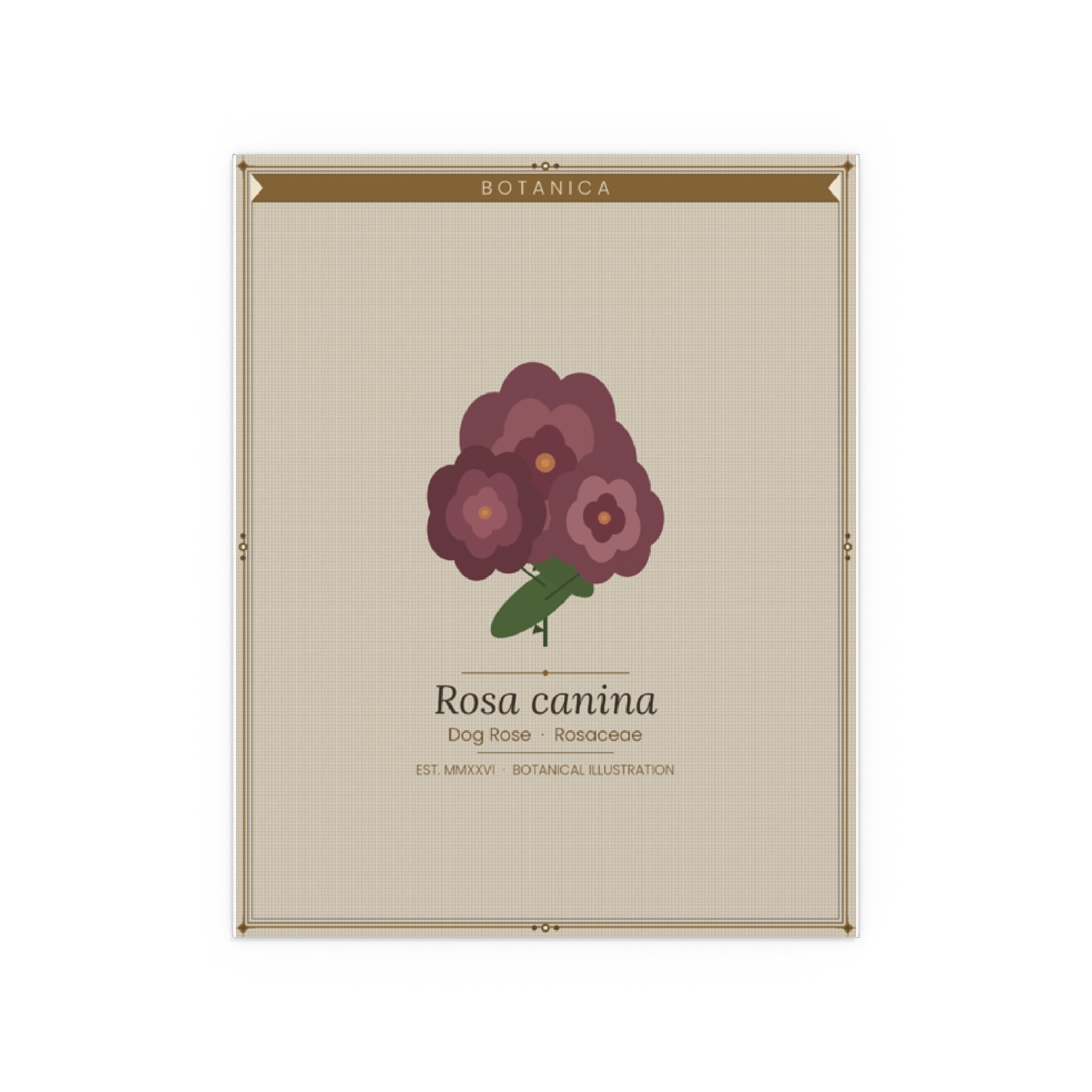 Dog Rose botanical poster (Latin)