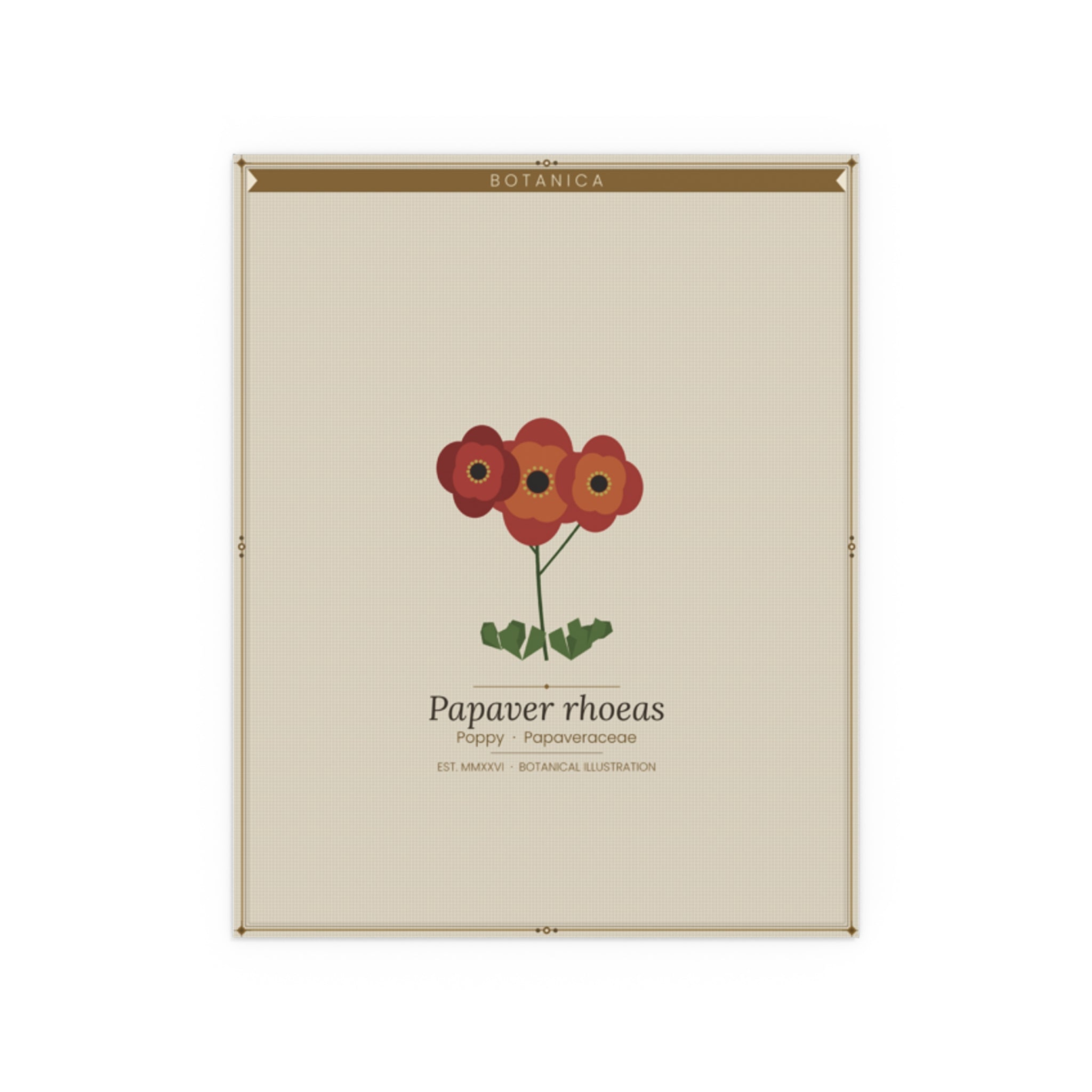 Poppy botanical poster (Latin)